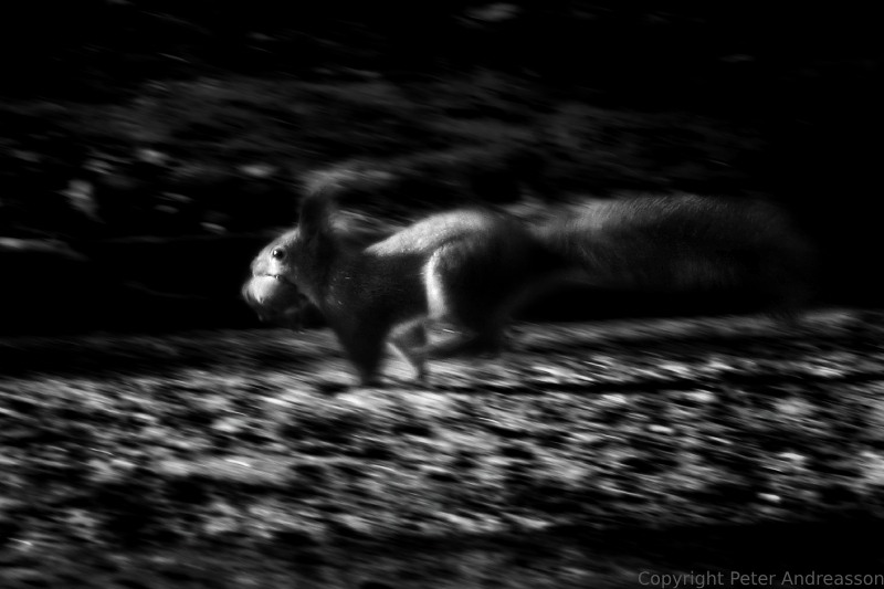 Squirrel runs with its young in its mouth.