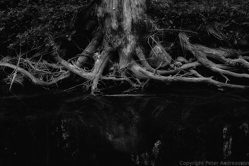 Tree roots by a stream.